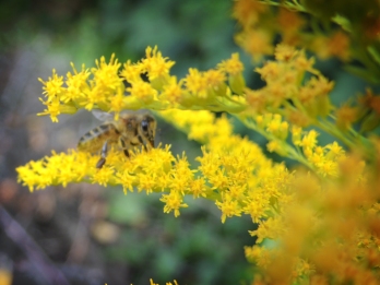 Photo of bee on goldenrod