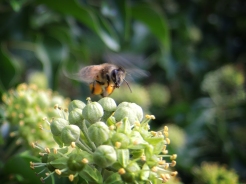Photo of bee landing on ivy