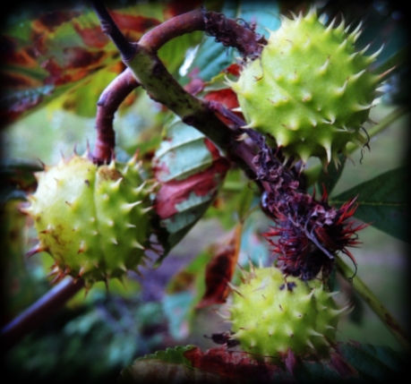 Photo of conkers