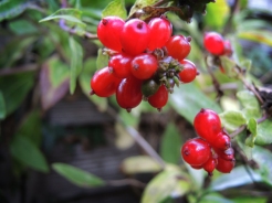Photo of honeysuckle berries
