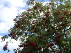 Photo of Rowan tree
