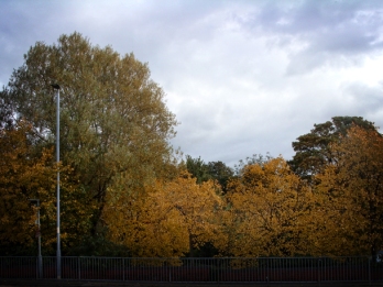 autumnal-trees-urban