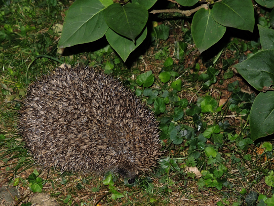 Photo of hedgehog