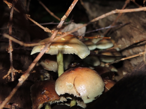 fungi-woodpile