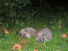 Photo of hedgehogs