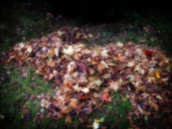 Photo of rat shaped leaf pile