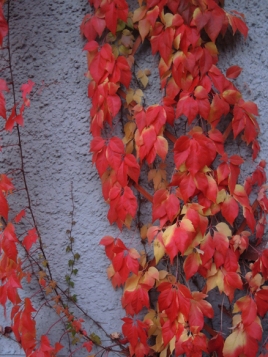 Photo of autumnal leaves