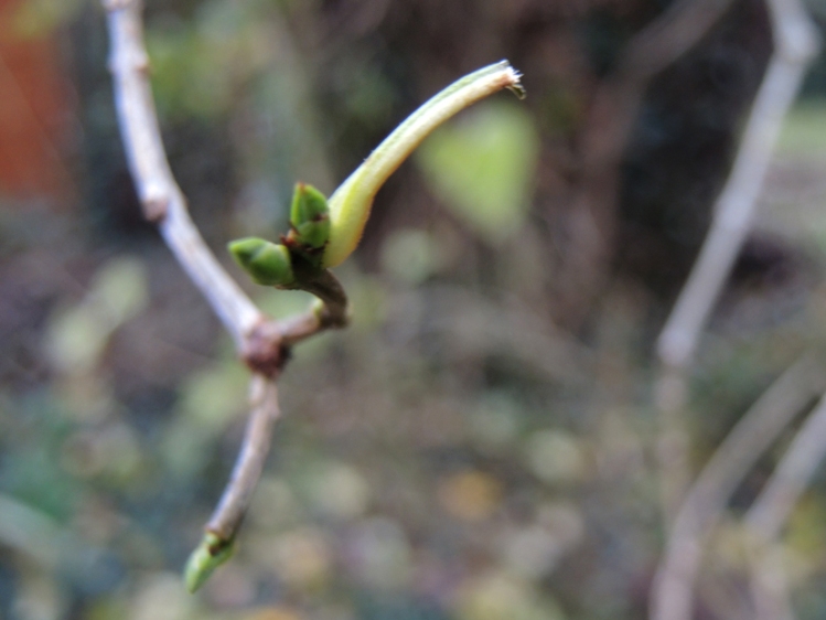 Photo of green tree buds