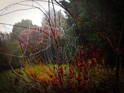 Photo of cobweb