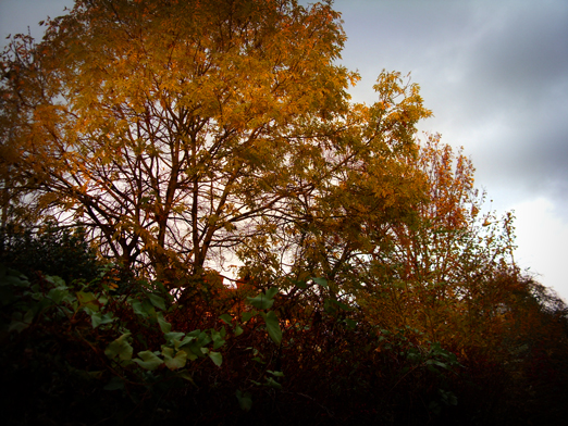 Photo of autumnal trees