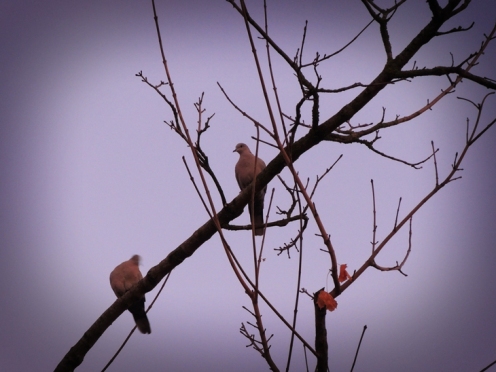 Photo of collared doves at dawn