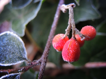frosty-berries-dec-16