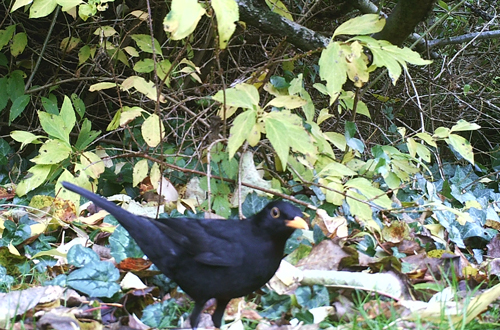 Photo of male blackbird