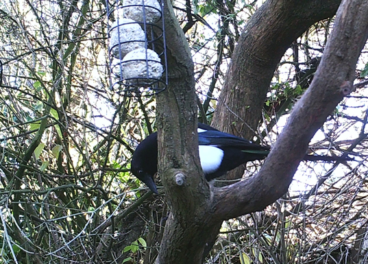 Photo of magpie