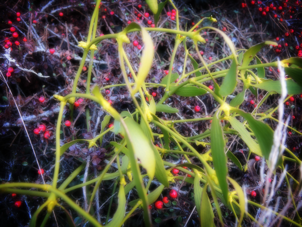 Photo of mistletoe