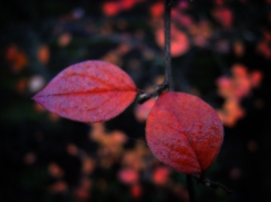 orange-leaves-3