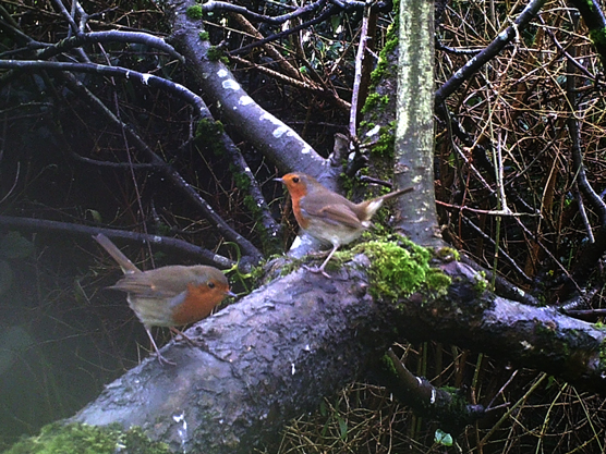 Photo of two robins