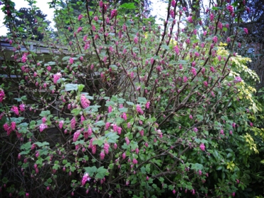 flowering-currant-bush-110317