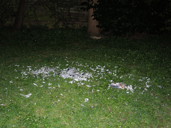 Photo of feathers on lawn