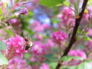 bee-flowering-currant-060417