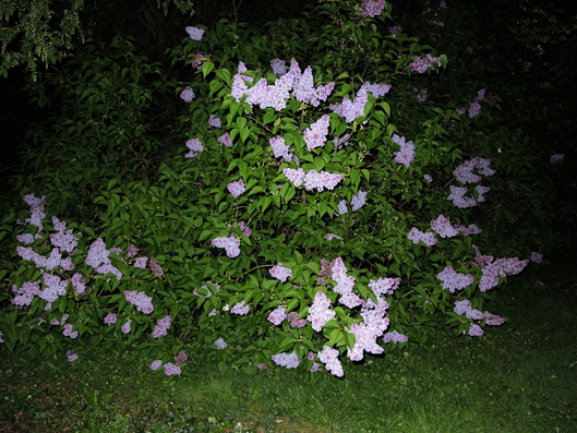 Photo of lilac bush at night