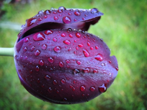 purple-rain-tulip