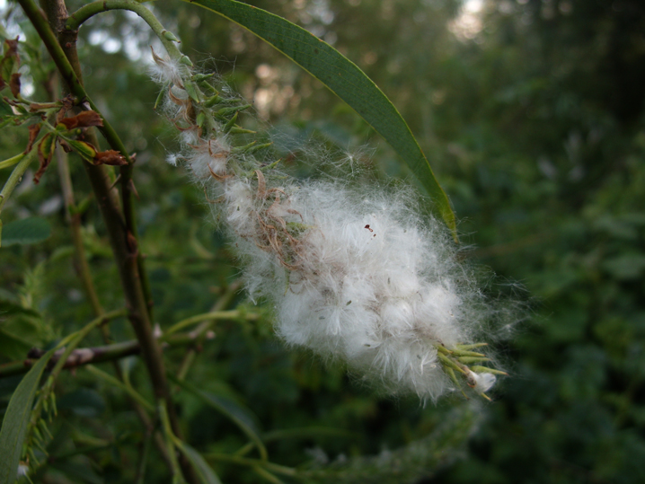 Photo of fluffy seed head