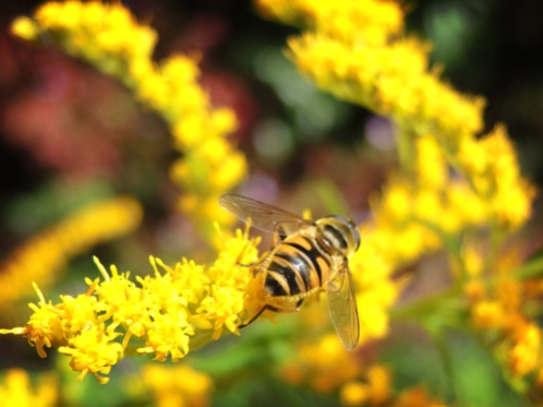 hoverfly-golden-rod-130817-c