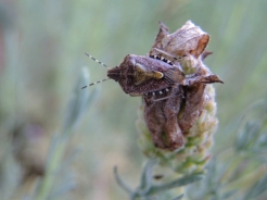 Photo of shieldbug
