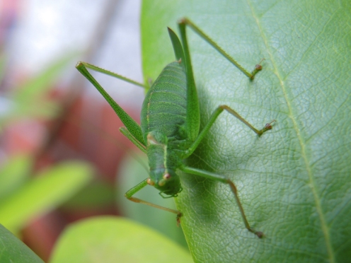 speckled-bush-cricket-190817-a