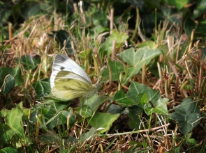 photo of white butterfly on ivy