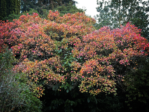 Photo of smoke tree autumnal leaves