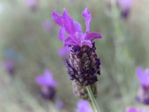 purple-bee-lavender-011117
