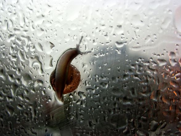 Photo of snail on window