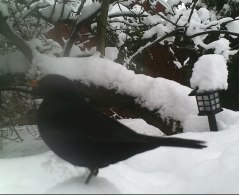 IMAG0199-bbird-snow