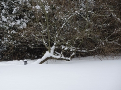 apple-tree-snow-020318