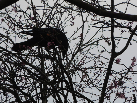 Photo of crow eating cherry blossoms