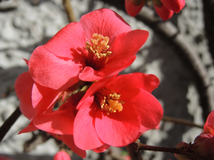 Photo of quince flowers
