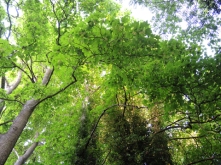 breinton-tree-canopy
