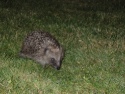 hedgehog-hunting-lawn-220718-c
