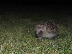 hedgehog-hunting-lawn-220718-d