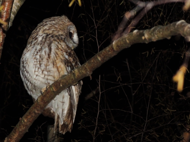 photo of tawny owl in tree