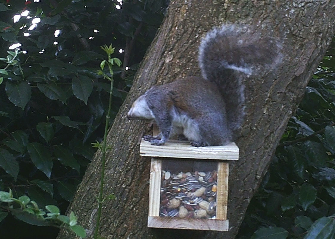 Squirrel scratching on squirrel feeder
