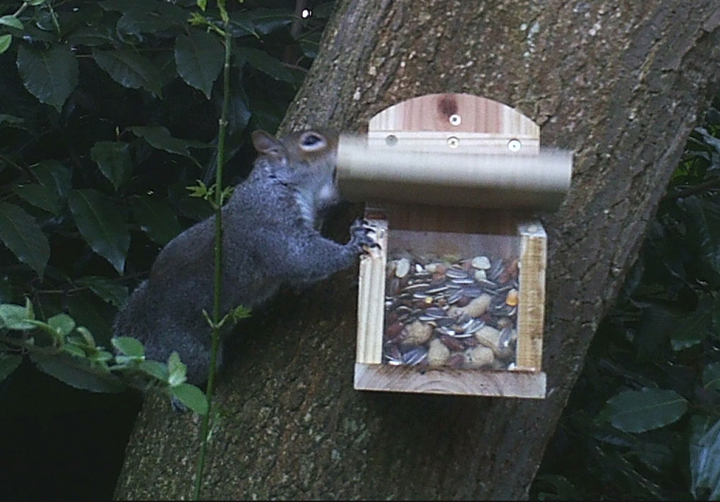 Squirrel lifting lid of squirrel feeder