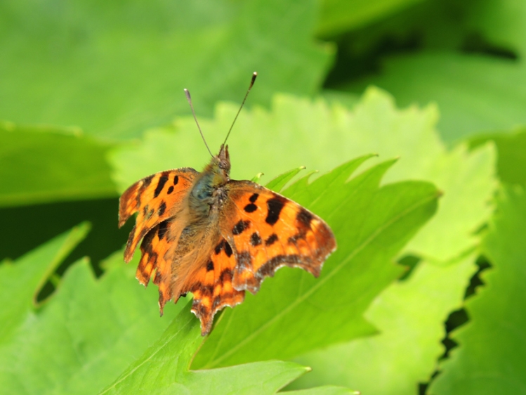 Photo of comma butterfly