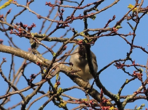 small bird in tree