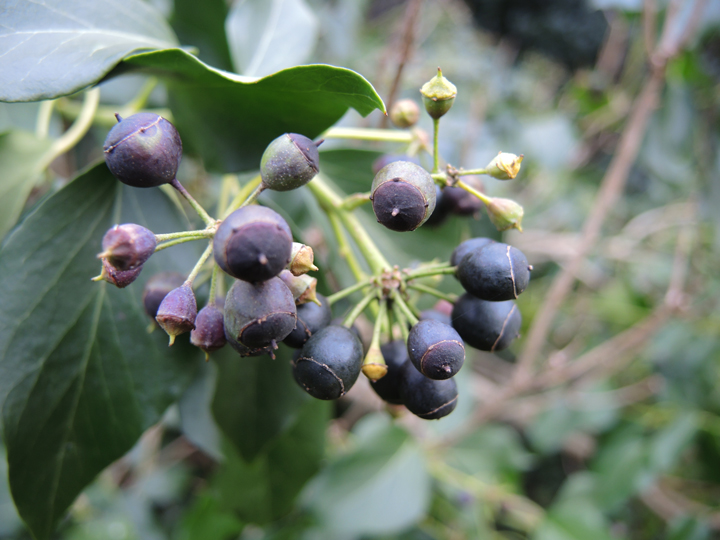 black ivy berries