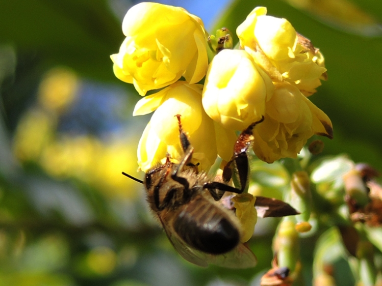 bee on yellow flower