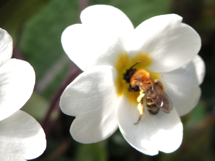 bee in a primrose flower