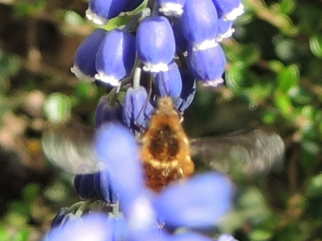 bee fly on blue flower